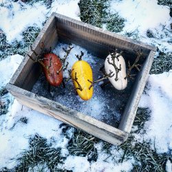 Locomo - Dale - Brun