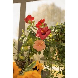 Oli &amp; Carol - Bidering - Iris the Hibiscus