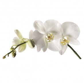 RoomMates - Wallstickers - Gigant Hvid orkidé